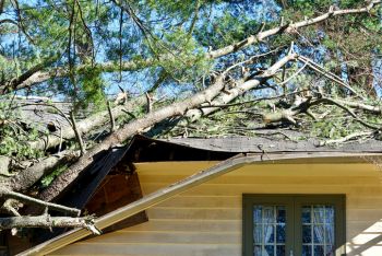 Watersound, Florida Fallen Tree Damage Restoration by Flood Pros Panama City